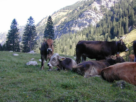 Alpen-Rinder